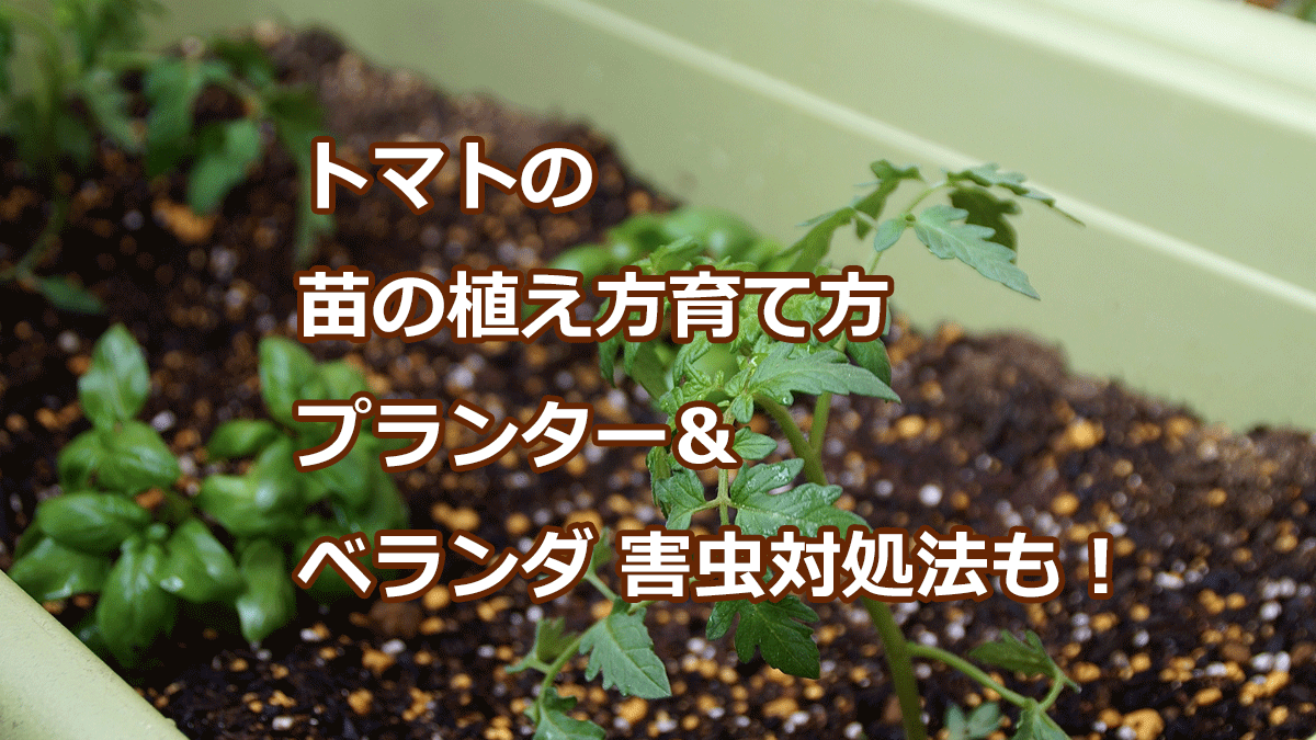トマトの苗の植え方育て方 プランター＆ベランダ 害虫対処法も！